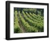 Rows of Vines, Provence, France-Jean Brooks-Framed Photographic Print