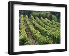 Rows of Vines, Provence, France-Jean Brooks-Framed Photographic Print