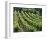 Rows of Vines, Provence, France-Jean Brooks-Framed Photographic Print