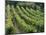 Rows of Vines, Provence, France-Jean Brooks-Mounted Photographic Print