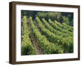 Rows of Vines, Provence, France-Jean Brooks-Framed Photographic Print