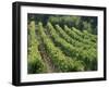Rows of Vines, Provence, France-Jean Brooks-Framed Photographic Print