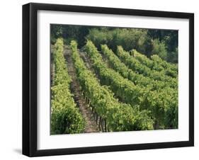 Rows of Vines, Provence, France-Jean Brooks-Framed Photographic Print