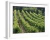 Rows of Vines, Provence, France-Jean Brooks-Framed Photographic Print