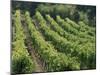 Rows of Vines, Provence, France-Jean Brooks-Mounted Photographic Print