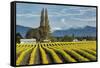 Rows of yellow Tulips, Skagit Valley Tulip Festival, Washington State-Adam Jones-Framed Stretched Canvas