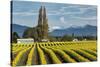 Rows of yellow Tulips, Skagit Valley Tulip Festival, Washington State-Adam Jones-Stretched Canvas