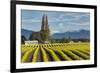 Rows of yellow Tulips, Skagit Valley Tulip Festival, Washington State-Adam Jones-Framed Photographic Print