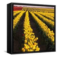 Rows of Yellow Tulips-Darrell Gulin-Framed Stretched Canvas