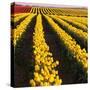 Rows of Yellow Tulips-Darrell Gulin-Stretched Canvas