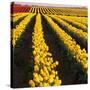 Rows of Yellow Tulips-Darrell Gulin-Stretched Canvas