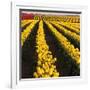 Rows of Yellow Tulips-Darrell Gulin-Framed Photographic Print