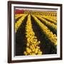 Rows of Yellow Tulips-Darrell Gulin-Framed Photographic Print