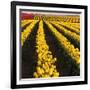 Rows of Yellow Tulips-Darrell Gulin-Framed Photographic Print