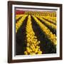 Rows of Yellow Tulips-Darrell Gulin-Framed Photographic Print