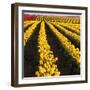 Rows of Yellow Tulips-Darrell Gulin-Framed Photographic Print