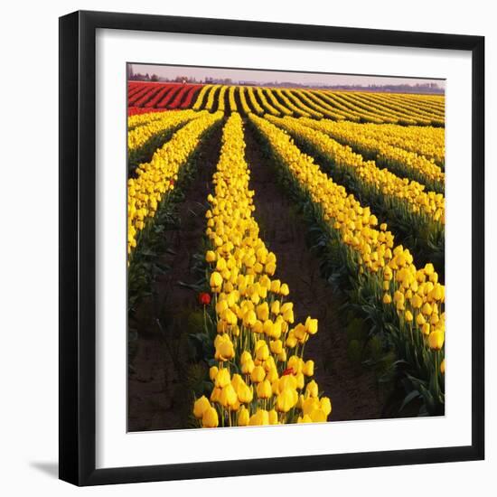 Rows of Yellow Tulips-Darrell Gulin-Framed Photographic Print