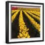 Rows of Yellow Tulips-Darrell Gulin-Framed Photographic Print