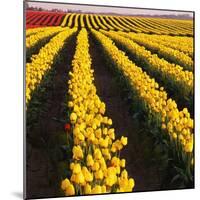 Rows of Yellow Tulips-Darrell Gulin-Mounted Photographic Print