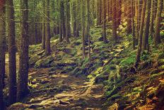 Dense Green Forest-Roxana_ro-Photographic Print