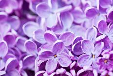 Lilac Flowers Background-Roxana_ro-Photographic Print