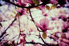 Magnolia Flowers-Roxana_ro-Photographic Print