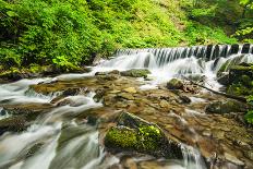 Dense Green Forest-Roxana_ro-Photographic Print