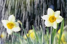 Rain falling on Daffodils-Roy Morsch-Laminated Photographic Print