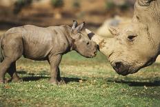 Africa, Captive Southern White Rhino with Young-Roy Toft-Framed Photographic Print