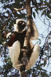 Madagascar, Coquerel's Sifaka-Roy Toft-Photographic Print