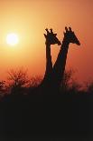 Zimbabwe, Maasai Giraffe Standing at Sunset-Roy Toft-Stretched Canvas
