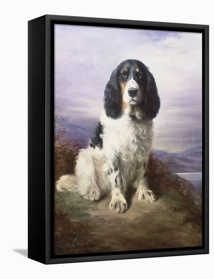 Royal, a Tri-Colour Working Springer Spaniel-Lilian Cheviot-Framed Stretched Canvas