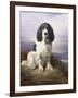 Royal, a Tri-Colour Working Springer Spaniel-Lilian Cheviot-Framed Giclee Print