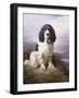 Royal, a Tri-Colour Working Springer Spaniel-Lilian Cheviot-Framed Giclee Print