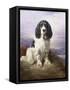 Royal, a Tri-Colour Working Springer Spaniel-Lilian Cheviot-Framed Stretched Canvas