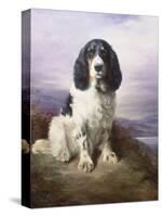 Royal, a Tri-Colour Working Springer Spaniel-Lilian Cheviot-Stretched Canvas