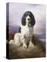 Royal, a Tri-Colour Working Springer Spaniel-Lilian Cheviot-Stretched Canvas