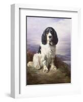 Royal, a Tri-Colour Working Springer Spaniel-Lilian Cheviot-Framed Giclee Print