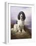 Royal, a Tri-Colour Working Springer Spaniel-Lilian Cheviot-Framed Giclee Print