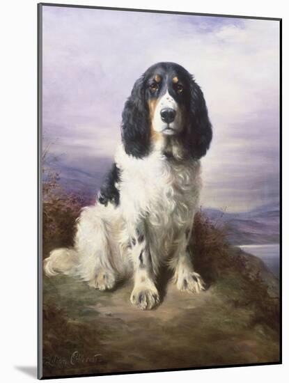 Royal, a Tri-Colour Working Springer Spaniel-Lilian Cheviot-Mounted Giclee Print