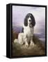 Royal, a Tri-Colour Working Springer Spaniel-Lilian Cheviot-Framed Stretched Canvas