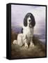 Royal, a Tri-Colour Working Springer Spaniel-Lilian Cheviot-Framed Stretched Canvas