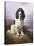 Royal, a Tri-Colour Working Springer Spaniel-Lilian Cheviot-Stretched Canvas