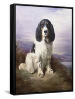 Royal, a Tri-Colour Working Springer Spaniel-Lilian Cheviot-Framed Stretched Canvas