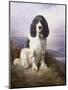 Royal, a Tri-Colour Working Springer Spaniel-Lilian Cheviot-Mounted Giclee Print