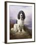 Royal, a Tri-Colour Working Springer Spaniel-Lilian Cheviot-Framed Giclee Print