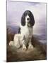 Royal, a Tri-Colour Working Springer Spaniel-Lilian Cheviot-Mounted Giclee Print