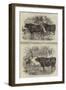 Royal Agricultural Society of England-Harrison William Weir-Framed Giclee Print