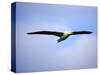 Royal Albatross, Dunedin, South Island, New Zealand-David Wall-Stretched Canvas