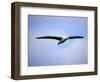 Royal Albatross, Dunedin, South Island, New Zealand-David Wall-Framed Photographic Print